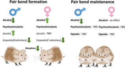 The Prairie Vole Model of Pair-Bonding and Its Sensitivity to Addictive Substances